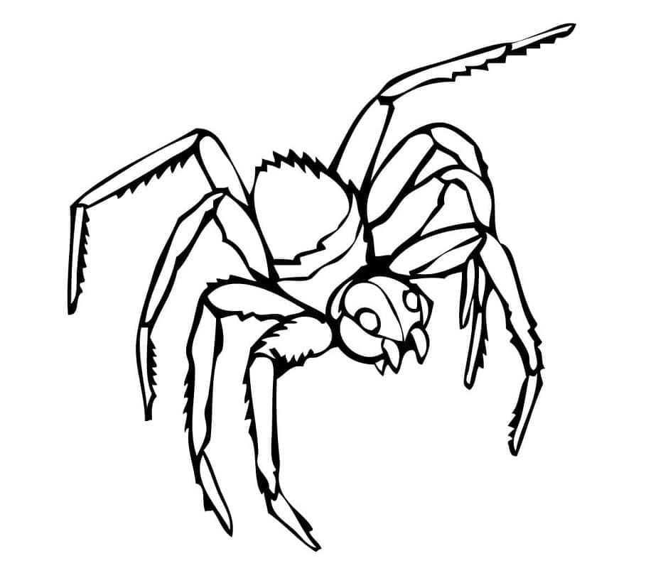 Spider coloring pages