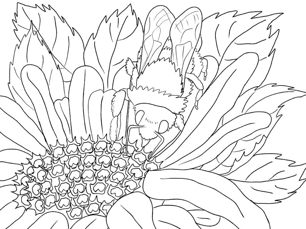 Scenery coloring pages for adults
