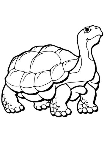 Neugierige schildkrãte ausmalbild free printable coloring pages turtle coloring pages animal coloring pages coloring pages