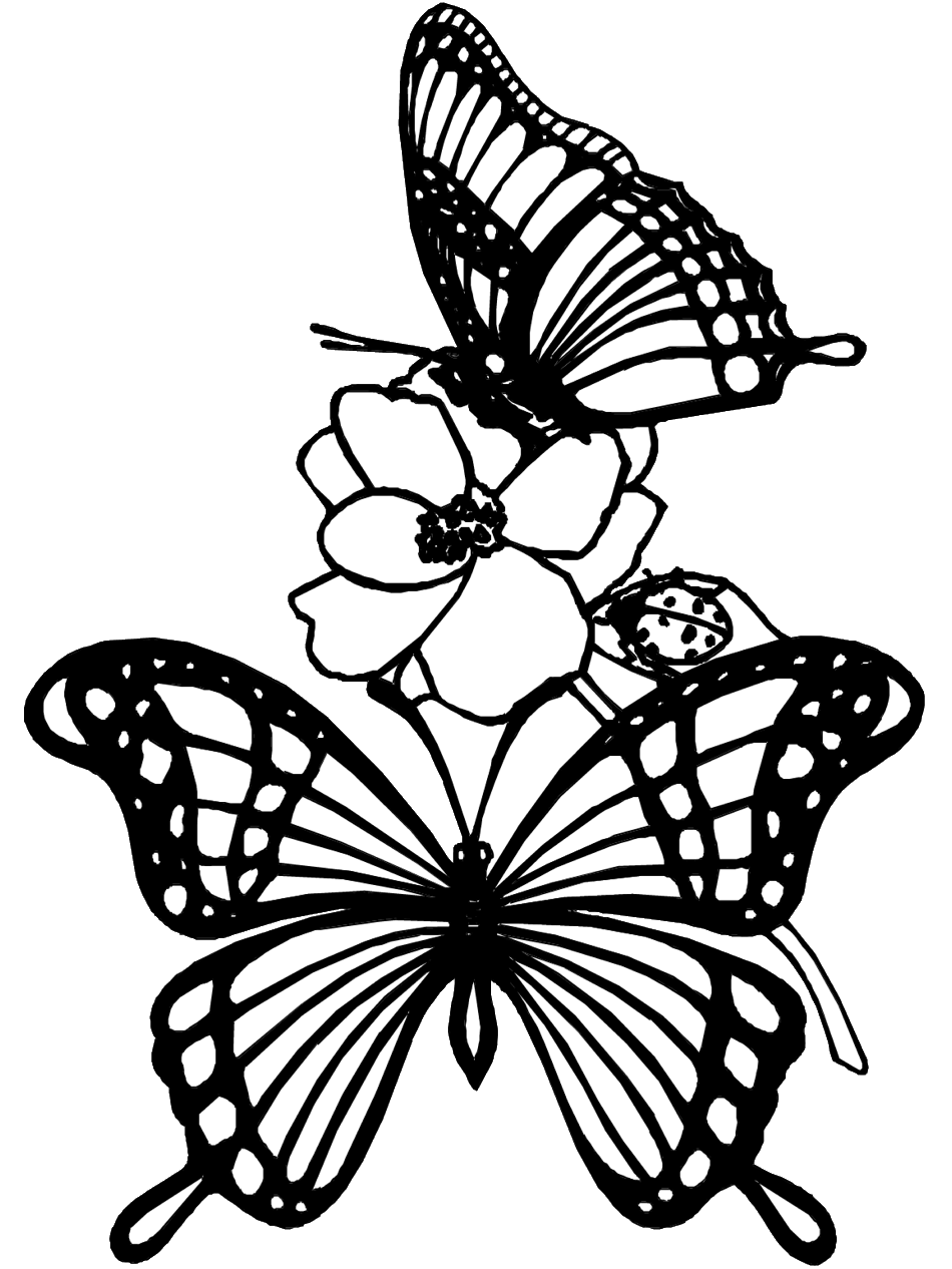 Butterfly coloring pages