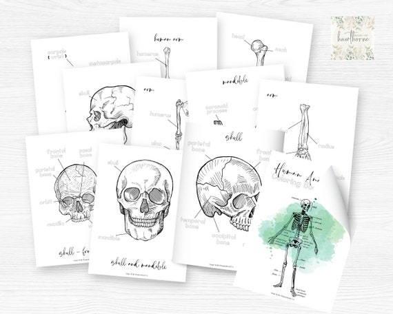 Human anatomy worksheets homeschool science coloring book coloring pages anatomy coloring pages high school biology printable