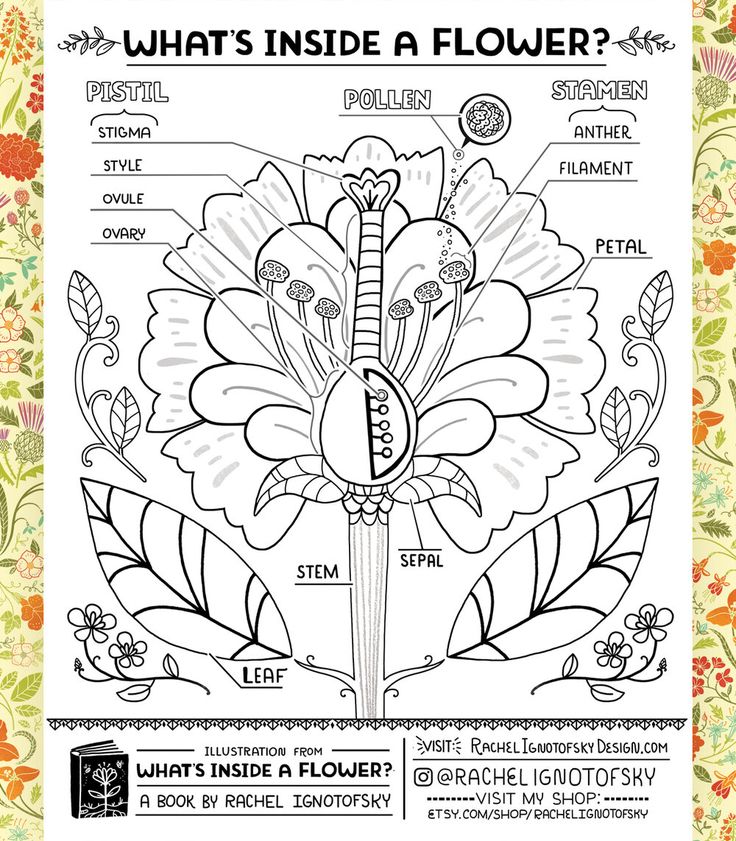 Free download coloring pages and worksheets elementary school science teaching science middle school science