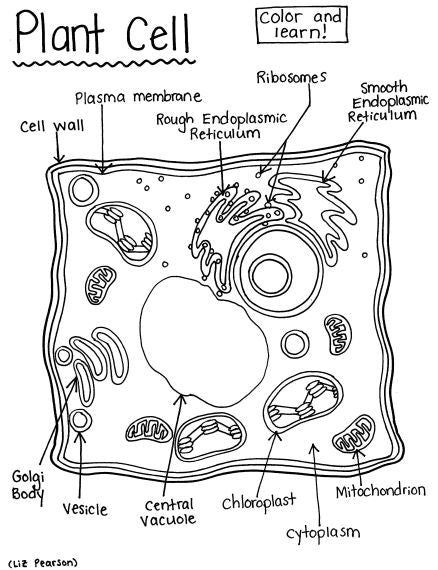 Plant cell