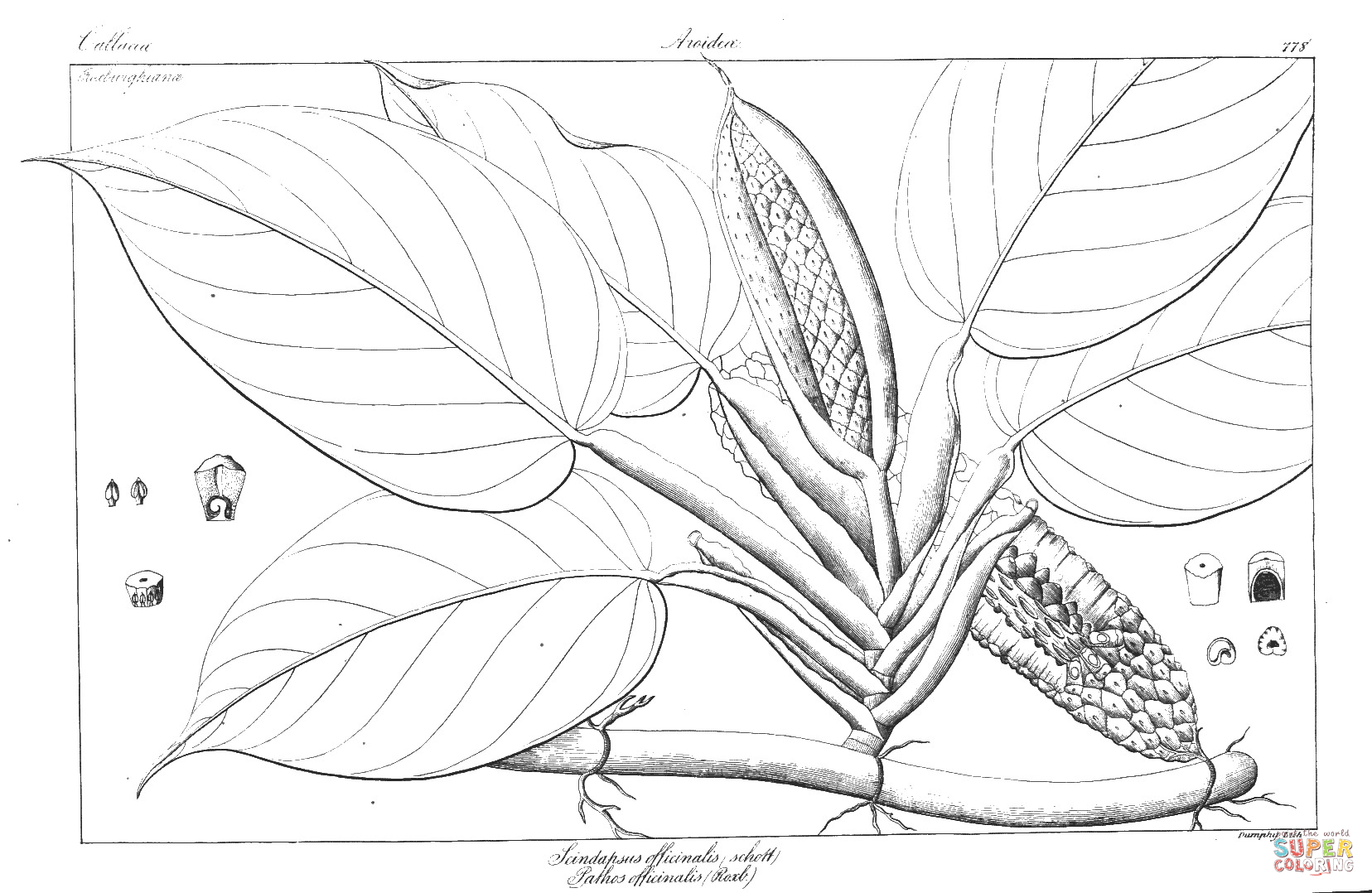 Scindapsus officinalis and pathos officinalis coloring page free printable coloring pages