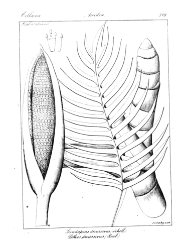 Scindapsus decursivus and pothos decursivus coloring page free printable coloring pages