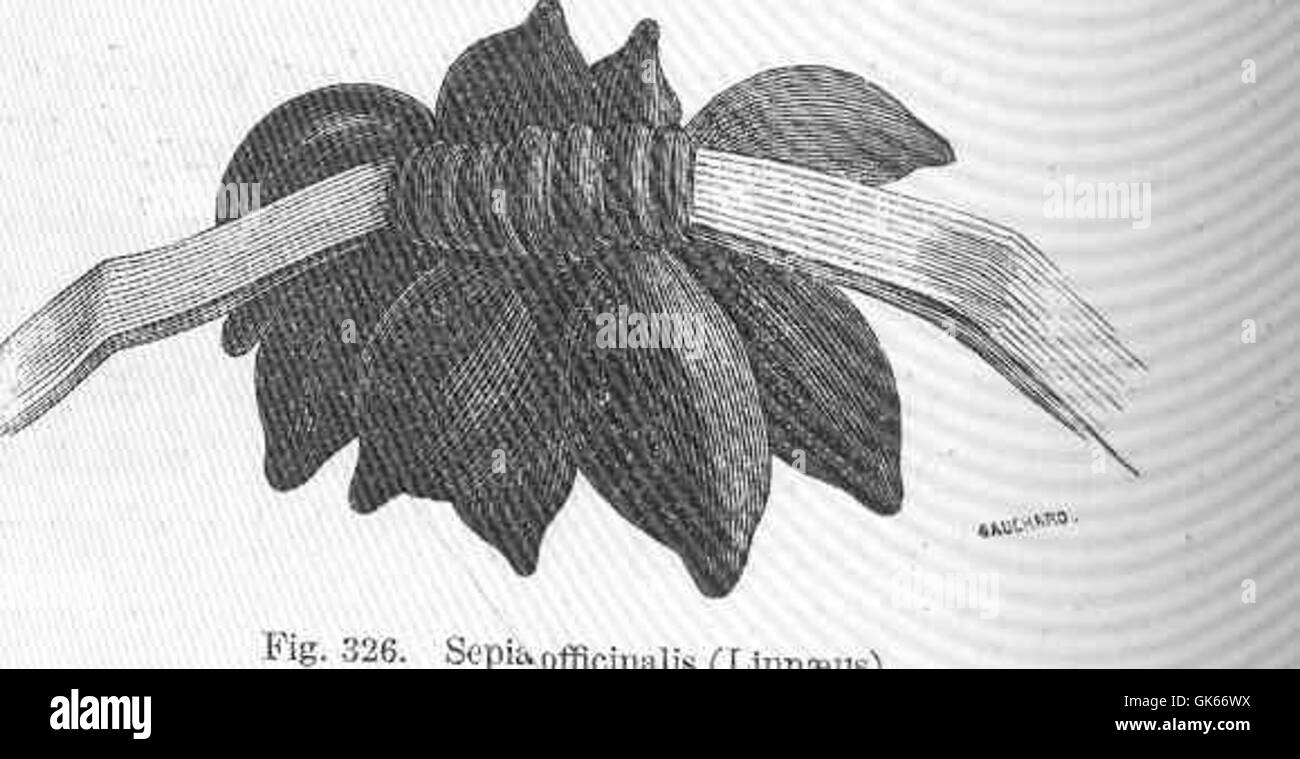 Officinalis the black and white stock photos images