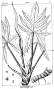 Scindapsus officinalis and pathos officinalis coloring page free printable coloring pages