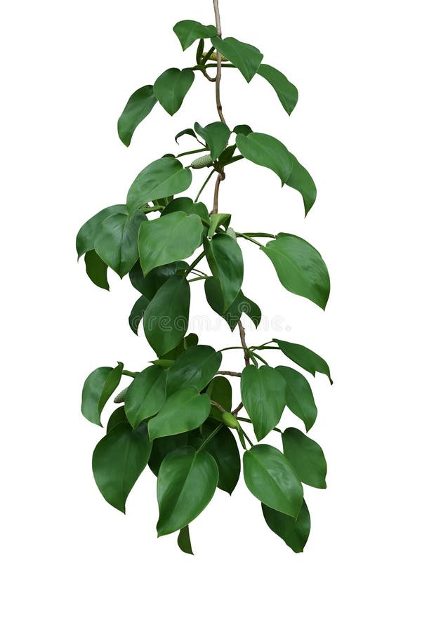 Scindapsus stock photos