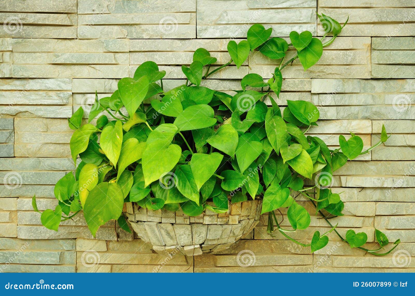 Scindapsus stock photos