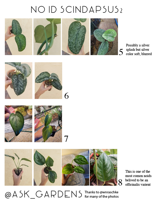 Noid scindapsus charts your feedback additions suggestions wele but i assure you its not an exotica rrarehouseplants