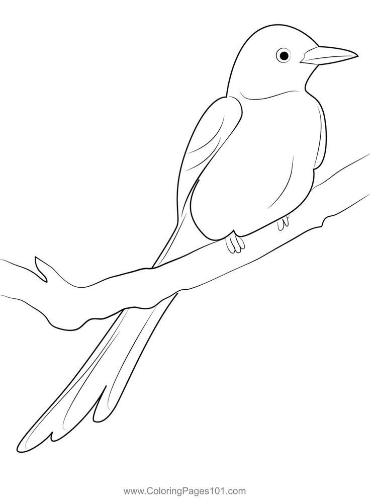 Scissor tailed flycatcher sittg on tree colorg page tree colorg page colorg pages flycatcher