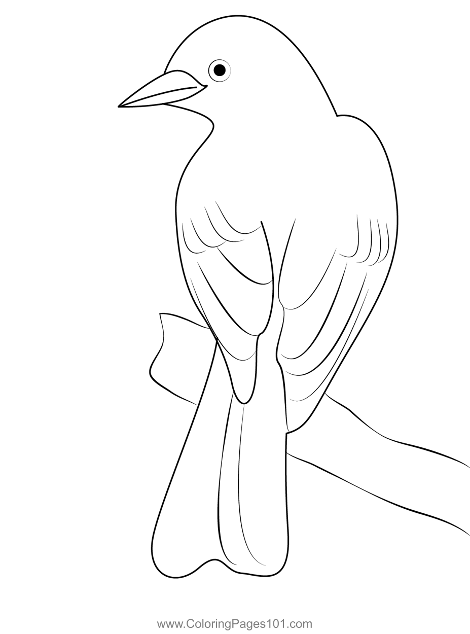 Juvenile scissor tailed flycatcher coloring page for kids