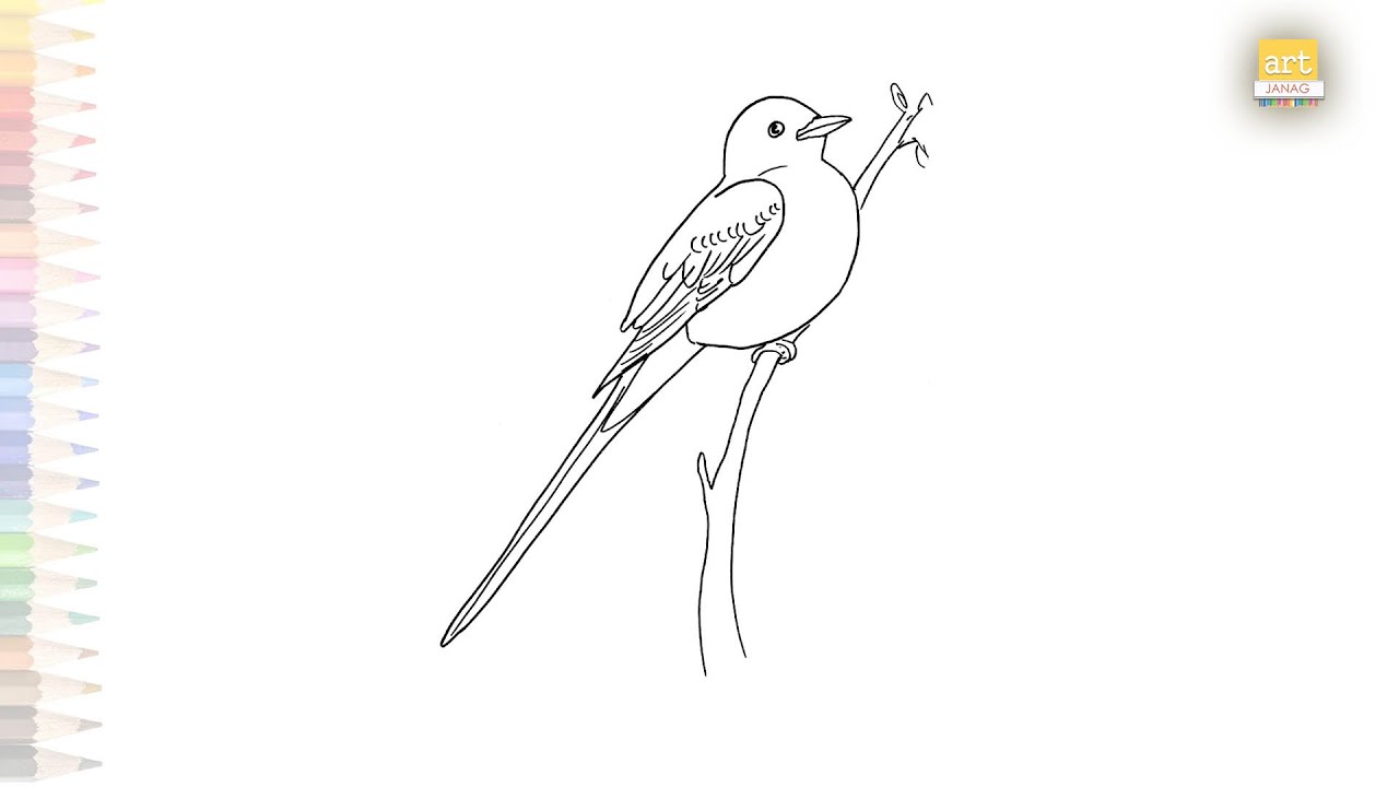 Scissor tailed flycatcher drawing birds drawing tutorials how to draw scissor tailed flycatcher