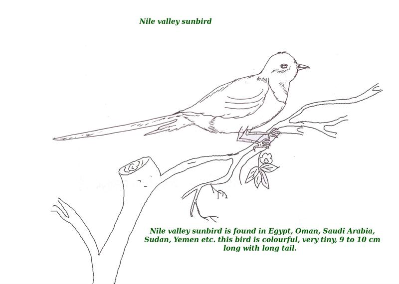 Birds printable coloring page for kids