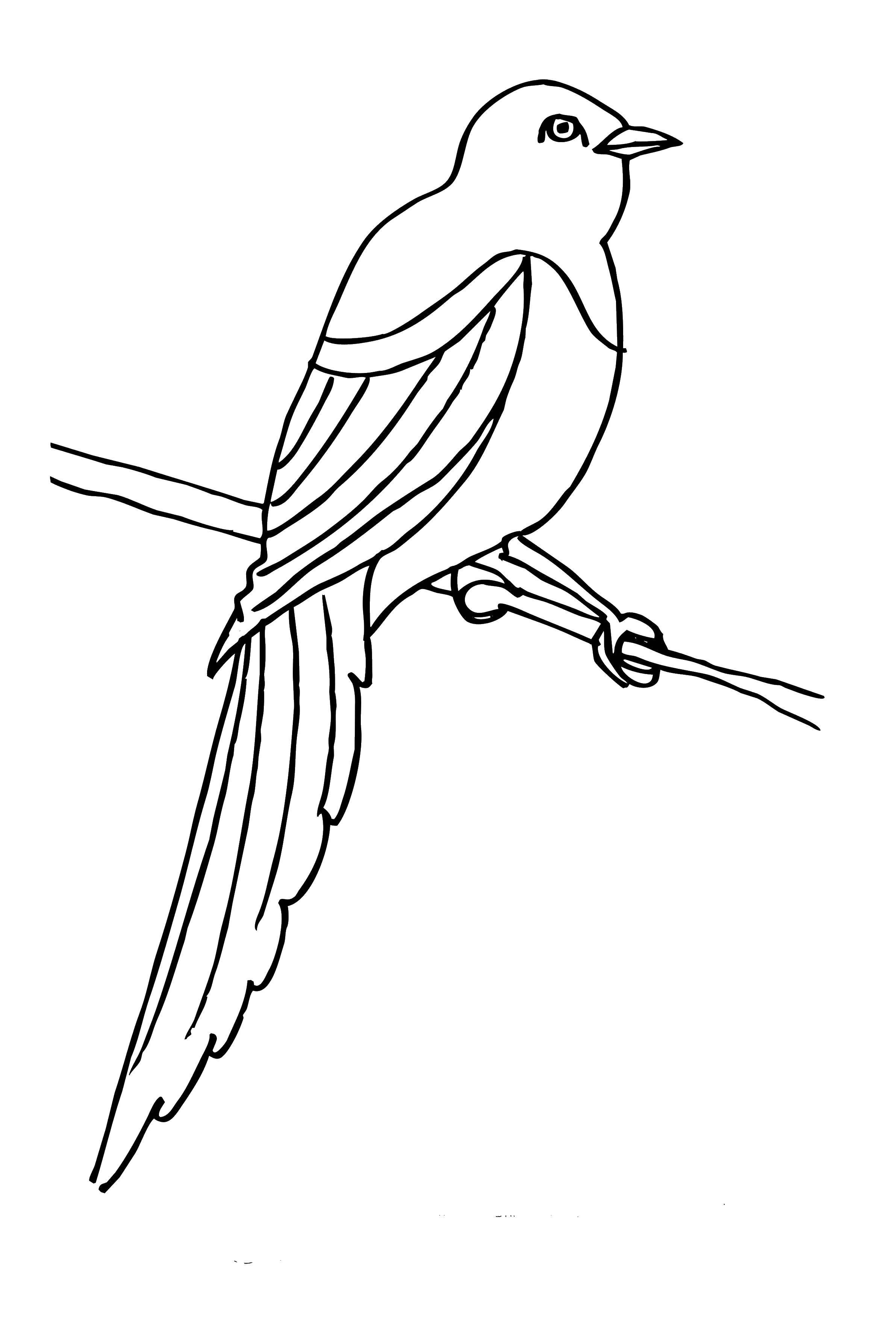 Online coloring pages coloring page bird birds download print coloring page