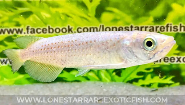 Southern saratoga arowana scleropages leichardti live freshwater tropical fish for sale online