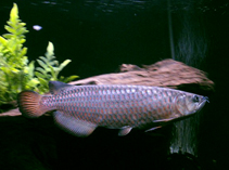 Scleropages leichardti southern saratoga aquaculture gamefish aquarium