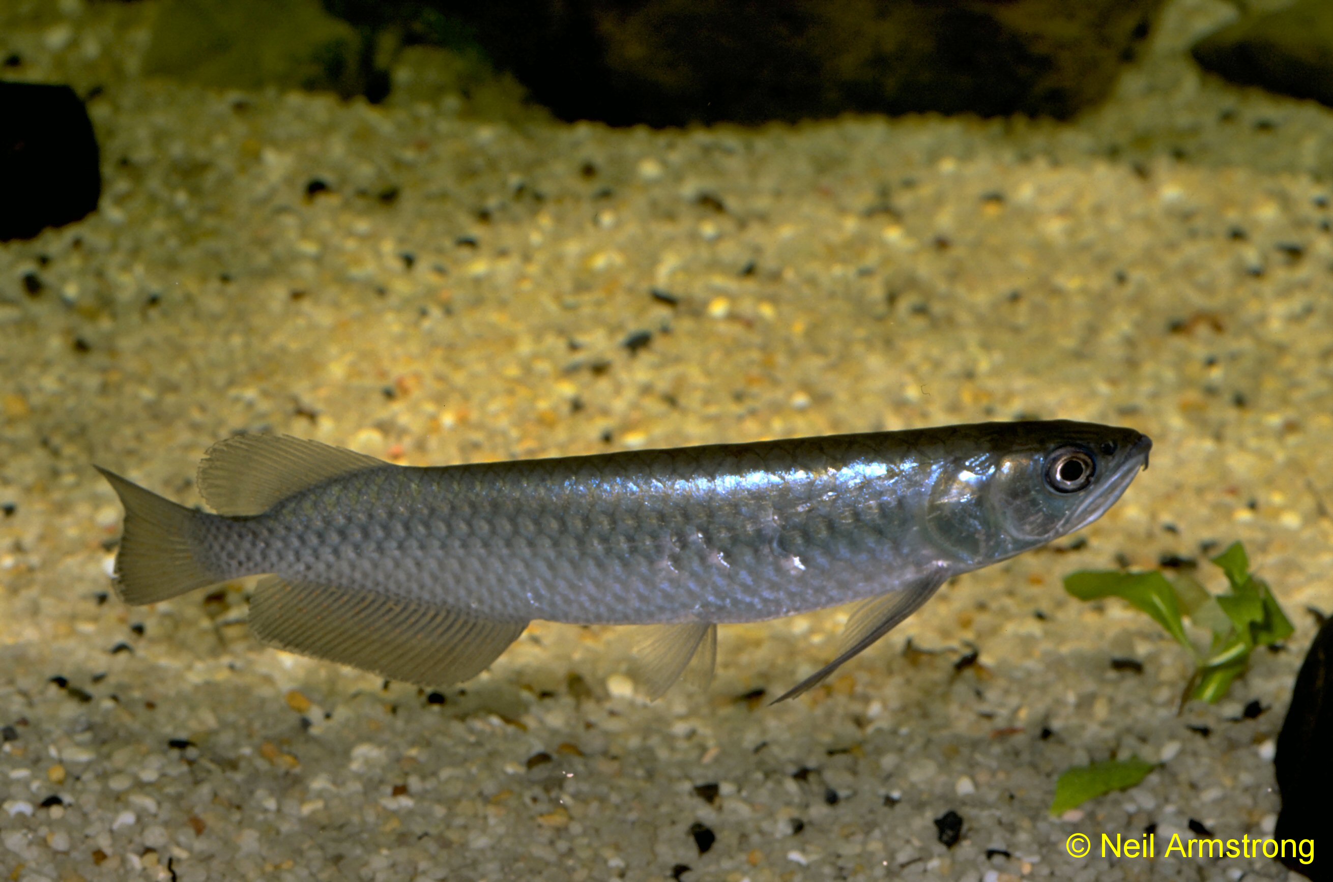 Native fish stralia