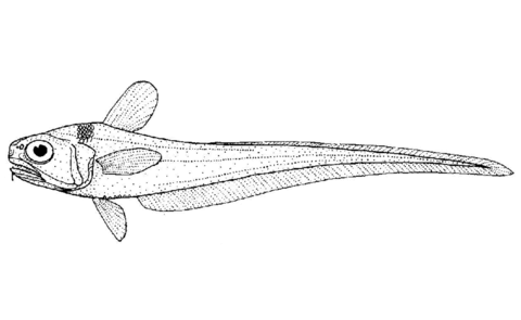 Lepidorhynchus denticulatus thorntooth grenadier coloring page free printable coloring pages