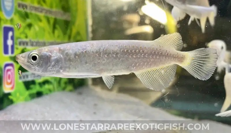 Southern saratoga arowana scleropages leichardti live freshwater tropical fish for sale online