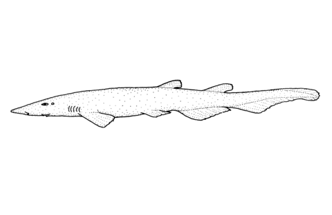 Apristurus macrorhynchus flathead catshark coloring page free printable coloring pages