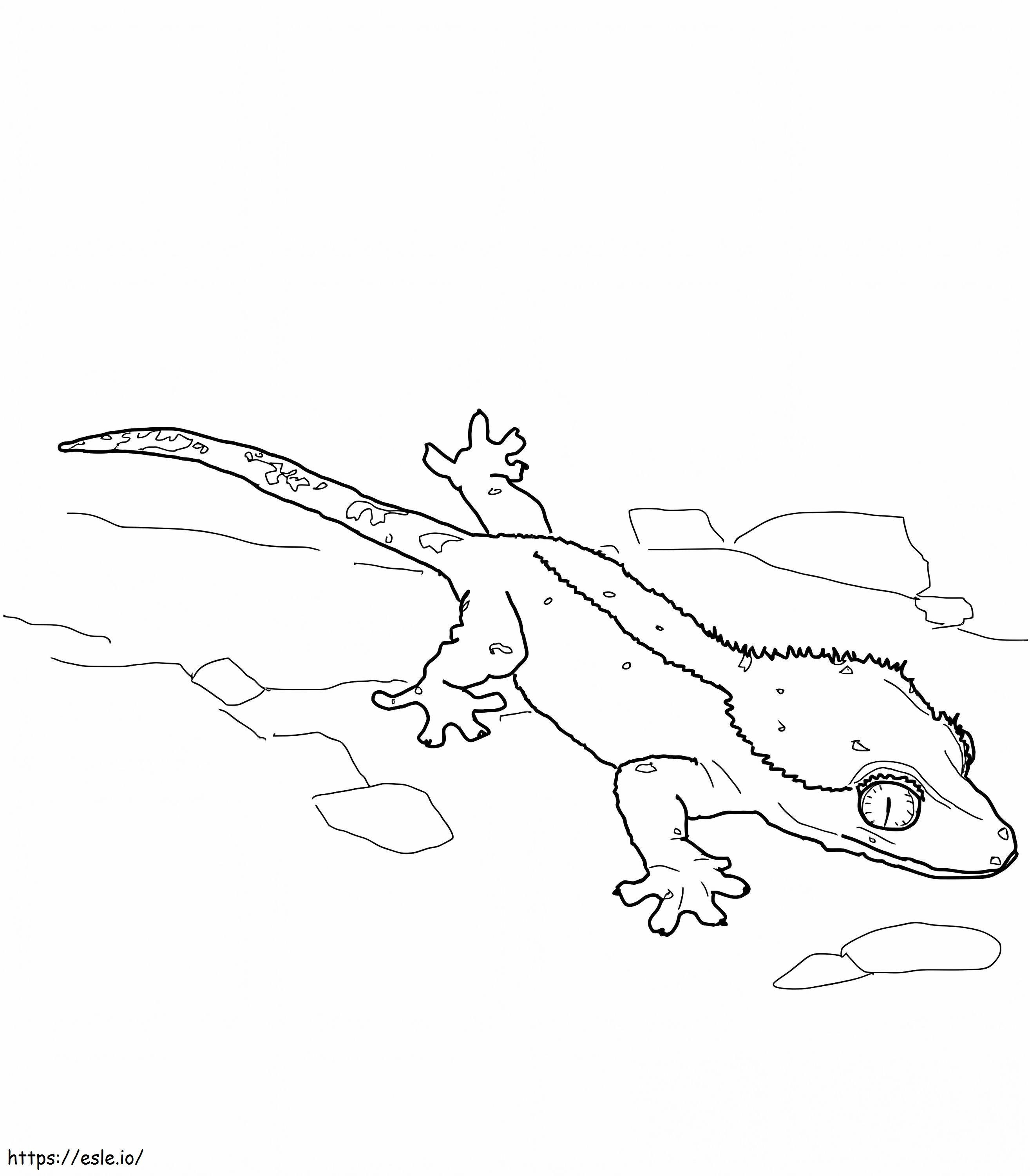 Crested gecko lizard coloring page