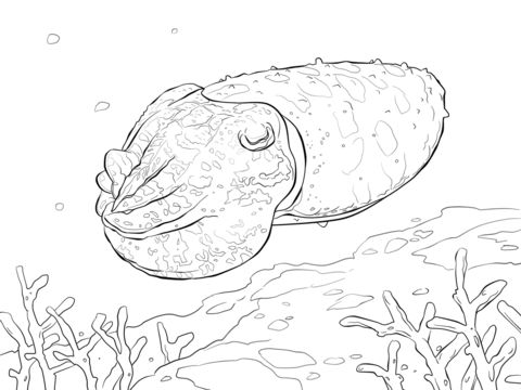 Broadclub cuttlefish coloring page free printable coloring pages coloring pages detailed coloring pages cuttlefish art