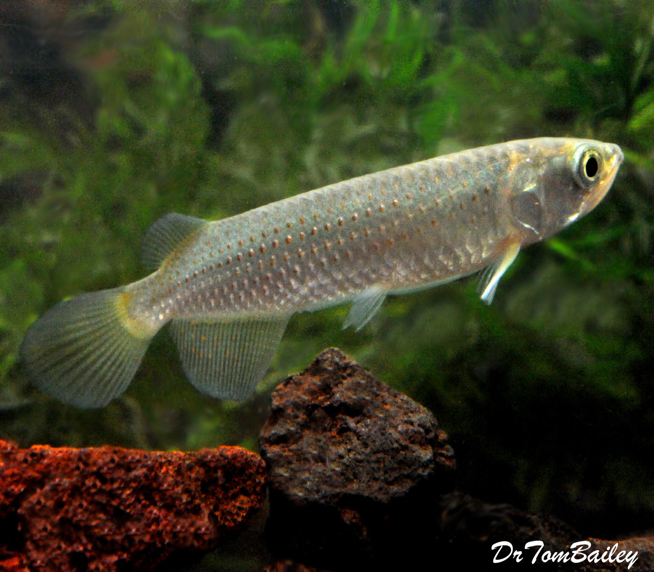 Premium rare wysiwyg leichardti arowana