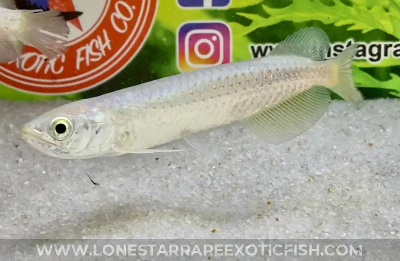 Southern saratoga arowana scleropages leichardti live freshwater tropical fish for sale online