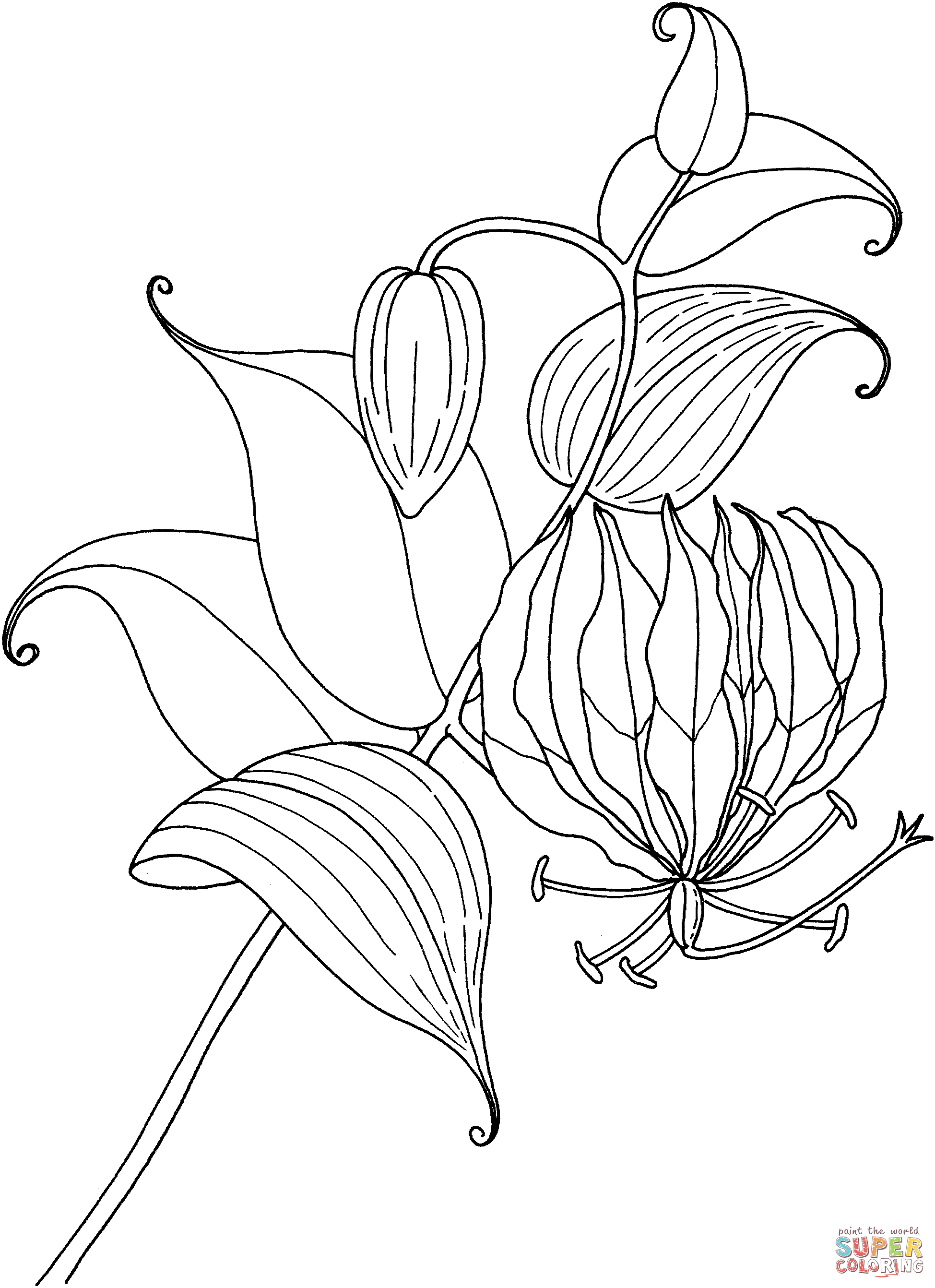 Gloriosa rothschildiana or tropical glory lily coloring page free printable coloring pages