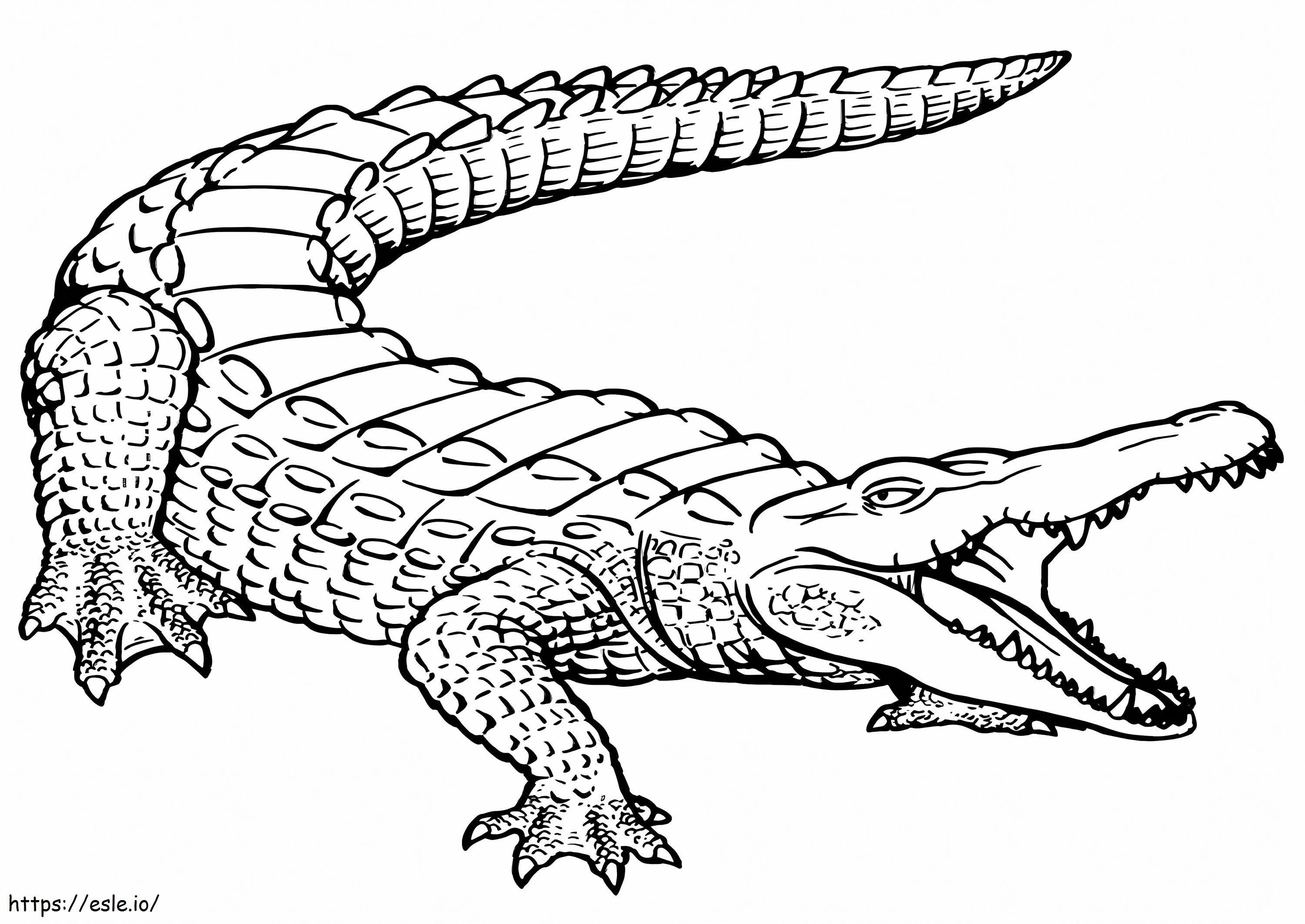 Print crocodile coloring page