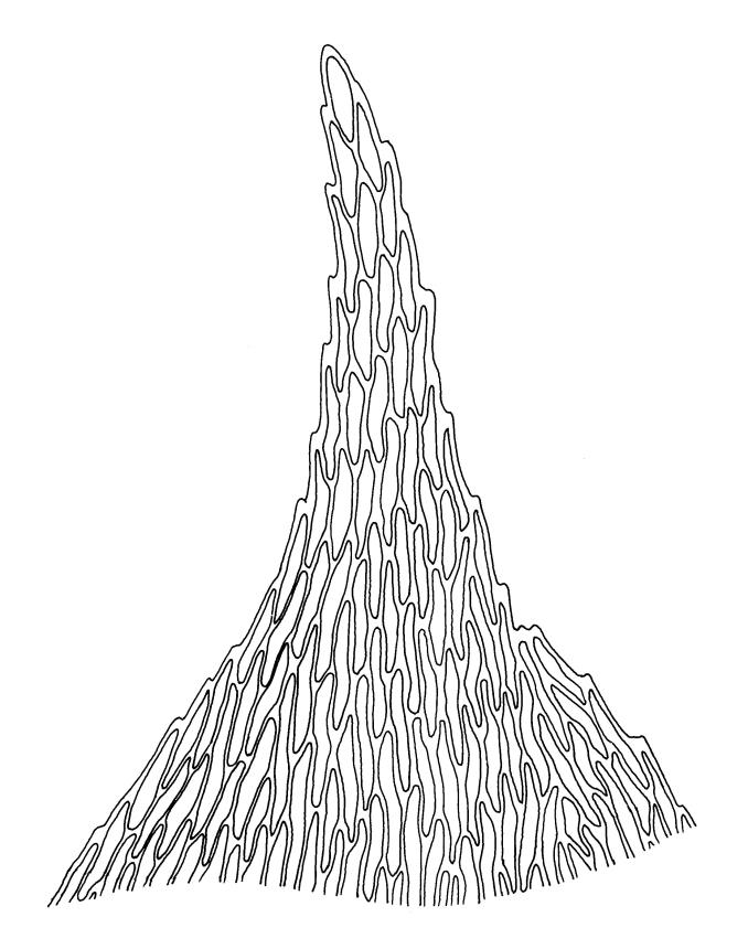 Flora of new zealand taxon profile scleropodium touretii