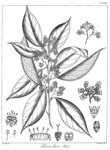 Ehretia laevis coloring page free printable coloring pages