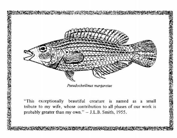 Mary margaret smith ichthyologist artist and first director of the jlb smith institute of ichthyology â biodiversity heritage library