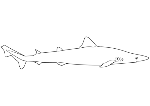 School shark galeorhinus galeus coloring page free printable coloring pages