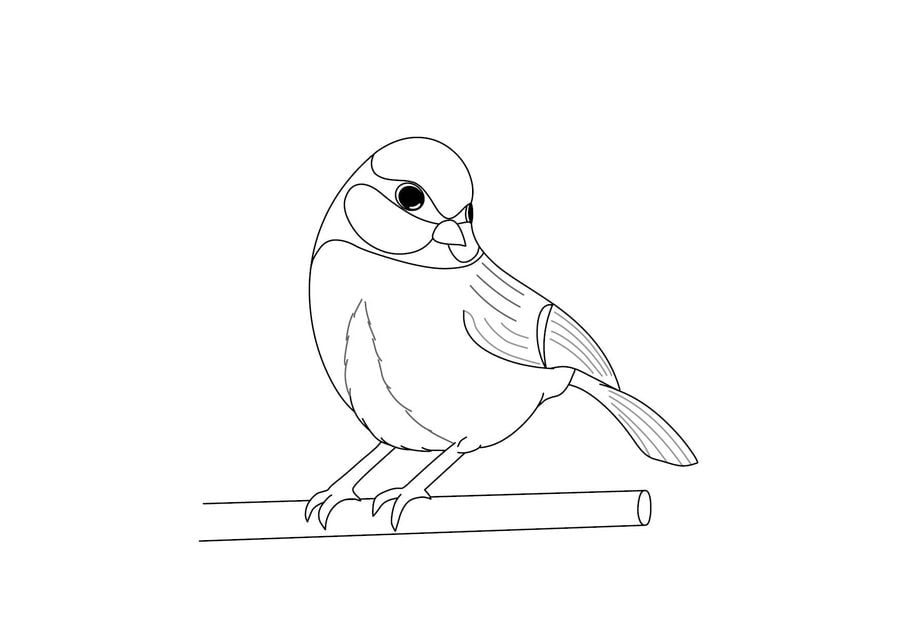Coloring pages titmouse printable for kids adults free