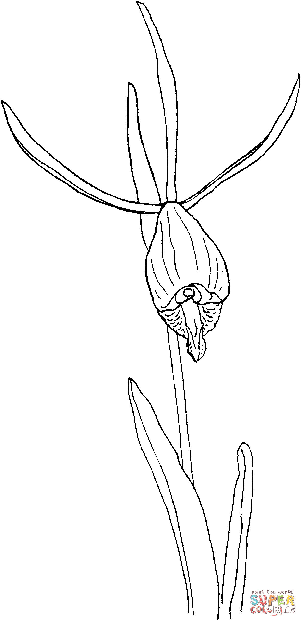 Orchid coloring pages