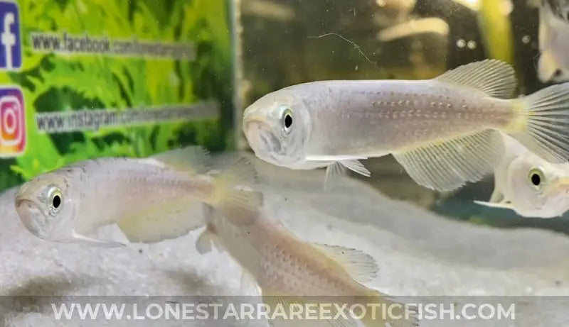 Southern saratoga arowana scleropages leichardti live freshwater tropical fish for sale online