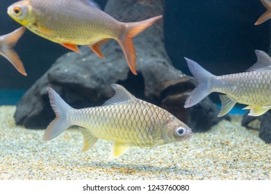 Australian spotted arowana scleropages leichardti stock photo