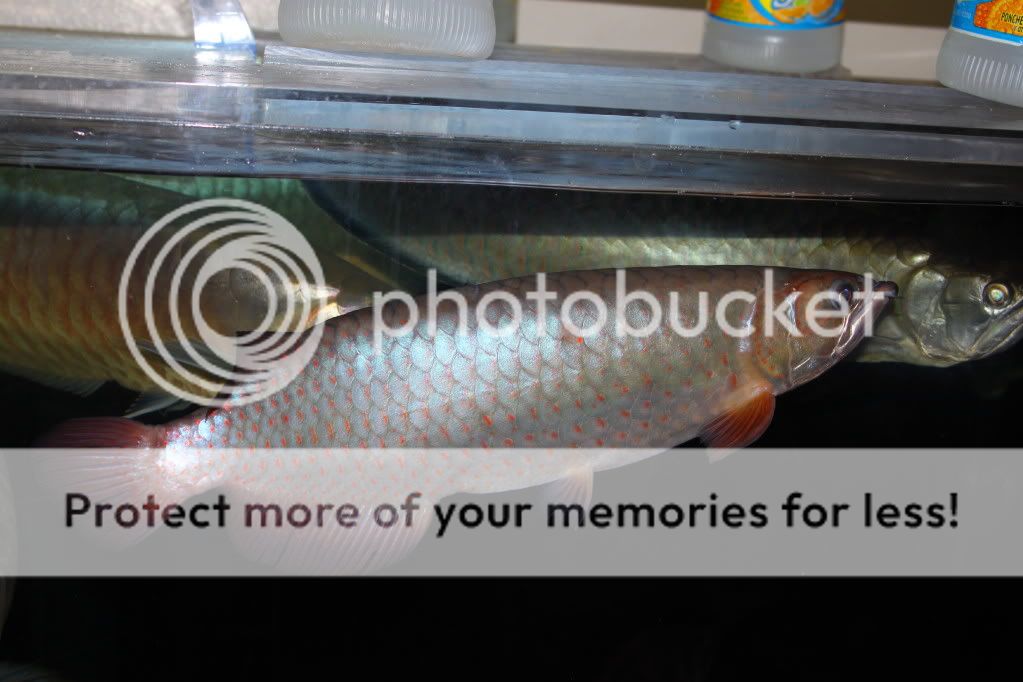 Super red australian arowana