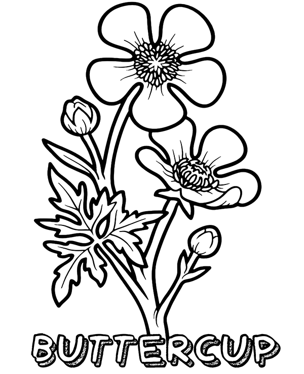 Buttercup coloring sheet to print flower