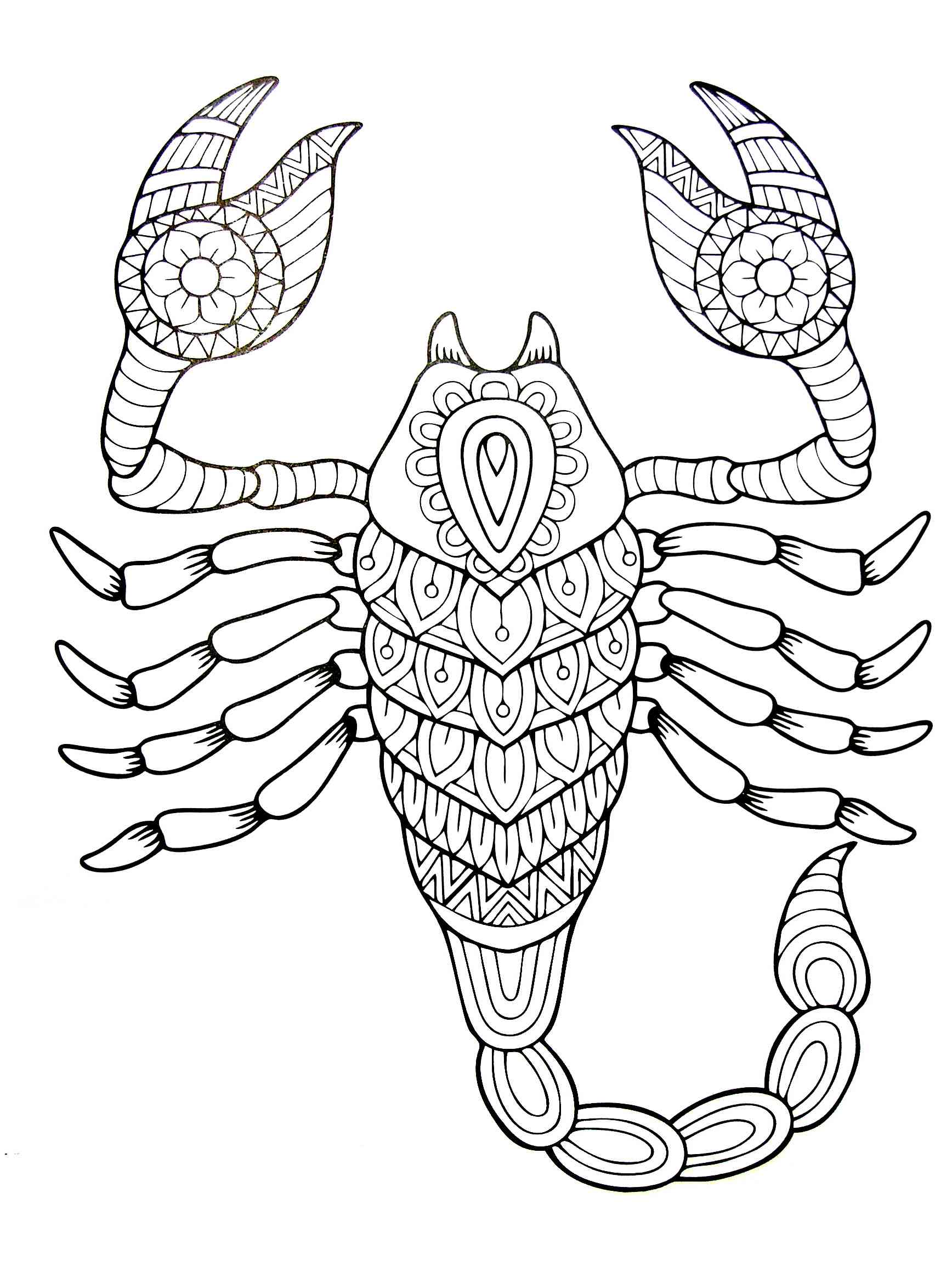 Scorpion coloring pages for adults