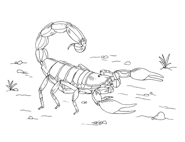 Hundred colouring book scorpion royalty