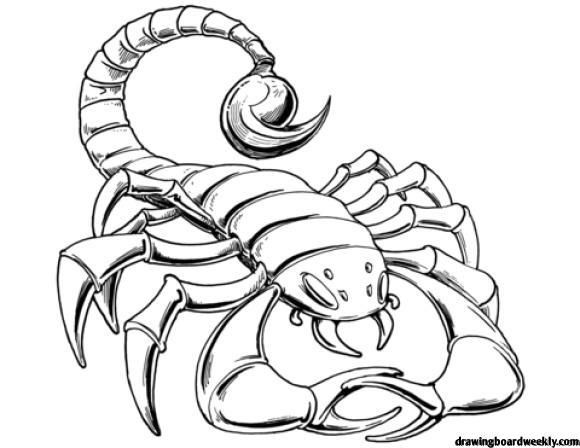 Stunning scorpion coloring page