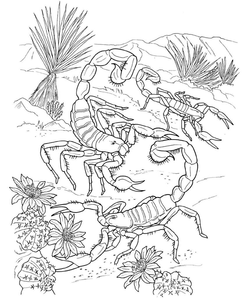 Free printable scorpion coloring pages for kids coloring pages coloring pages for kids printable coloring pages