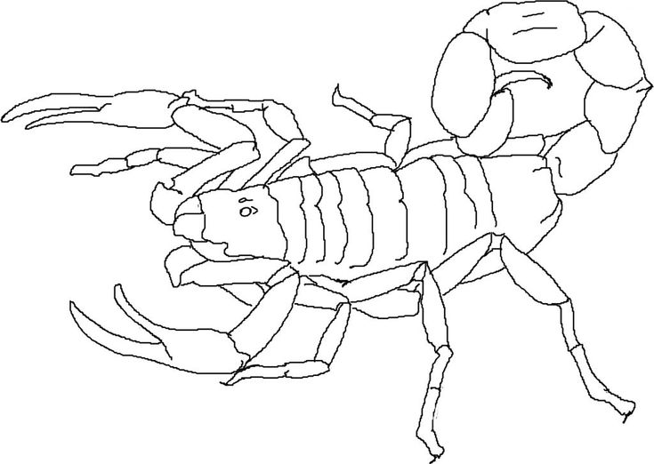 Free printable scorpion coloring pages for kids cars coloring pages coloring pages animal coloring pages