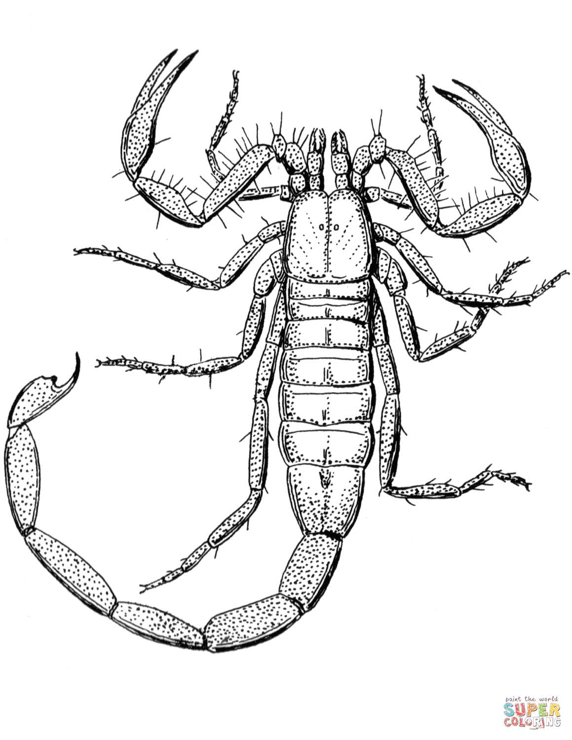 Scorpion coloring page free printable coloring pages