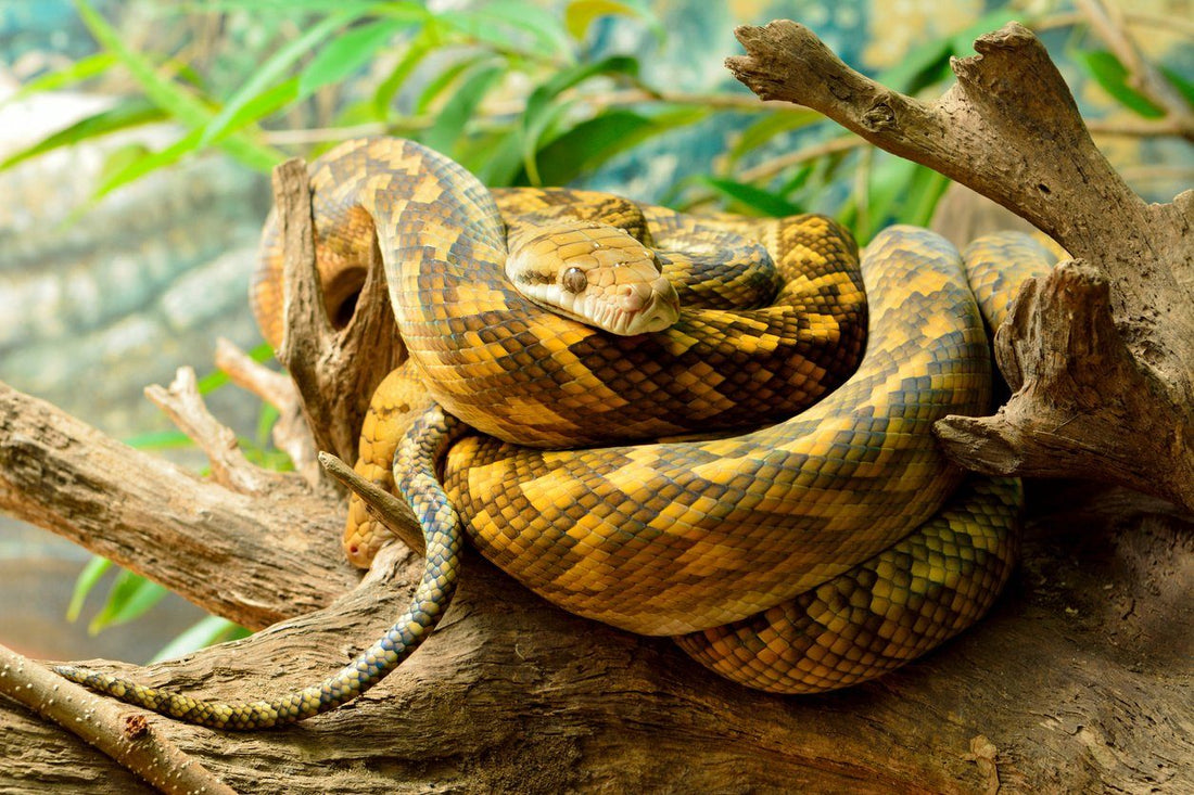 How to care for your carpet python â dubia