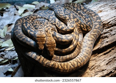 Scrub python images stock photos d objects vectors