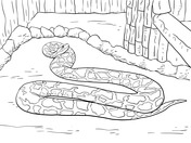 Scrub python coloring page free printable coloring pages